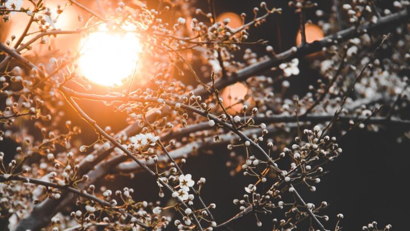 Illuminazione Accogliente: Creare Atmosfera con Luci Soffuse