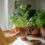 10 Piante da Interno che Purificano l’Aria