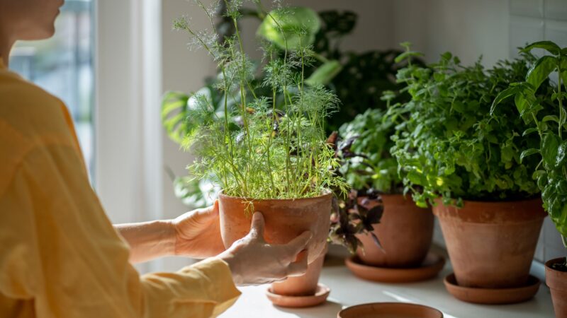 10 Piante da Interno che Purificano l’Aria