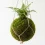 Kokedama: Guida Completa all’Arte Giapponese delle Piante Sospese