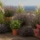 Piante Antizanzare da Balcone: Le Migliori Specie Naturali che Respingono gli Insetti