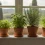 Piante Aromatiche in Casa: Guida Completa alla Coltivazione e ai Benefici