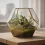 Terrario Piante: Guida Completa per Creare un Mini-Giardino in Vetro Fai da Te